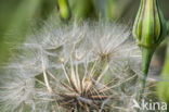 Gele morgenster (Tragopogon pratensis ssp. pratensis)