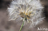 Gele morgenster (Tragopogon pratensis ssp. pratensis)