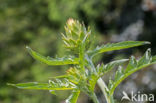 Globe artichoke (Cynara cardunculus var. scolymus)