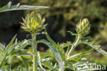 Globe artichoke (Cynara cardunculus var. scolymus)