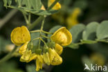 Europese blazenstruik (Colutea arborescens)