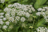 Ground-elder (Aegopodium podagraria)