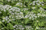 Ground-elder (Aegopodium podagraria)