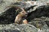 Alpen Steenbok (Capra ibex)