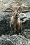 Alpen Steenbok (Capra ibex)