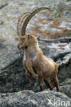 Alpen Steenbok (Capra ibex)