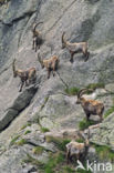 Alpen Steenbok (Capra ibex)