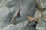 Alpen Steenbok (Capra ibex)