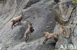 Alpen Steenbok (Capra ibex)