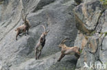 Alpen Steenbok (Capra ibex)
