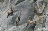 Ibex (Capra ibex)