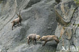 Alpen Steenbok (Capra ibex)