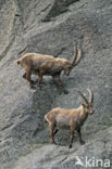 Alpen Steenbok (Capra ibex)