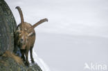 Alpen Steenbok (Capra ibex)