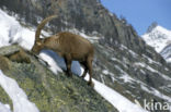 Alpen Steenbok (Capra ibex)