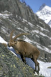 Alpen Steenbok (Capra ibex)