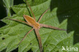 nursery web spider (Pisaura mirabilis)