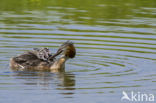 Great Crested Grebe (Podiceps cristatus)