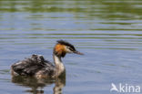 Great Crested Grebe (Podiceps cristatus)