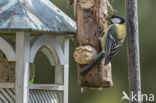 Great Tit (Parus major)