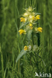 Grote ratelaar (Rhinanthus angustifolius)