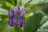 Common Comfrey (Symphytum officinale)