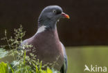 Houtduif (Columba palumbus)