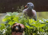 Houtduif (Columba palumbus)