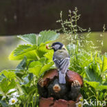 Great Tit (Parus major)