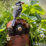 Great Tit (Parus major)