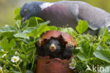 Wood Pigeon