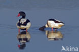 Shelduck (Tadorna tadorna)