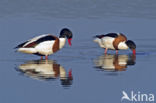 Shelduck (Tadorna tadorna)