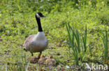 Canadese Gans (Branta canadensis)