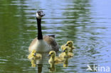 Canada Goose (Branta canadensis)