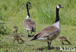 Canadese Gans (Branta canadensis)