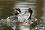 Great Crested Grebe (Podiceps cristatus)