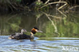 Great Crested Grebe (Podiceps cristatus)