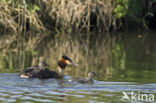 Great Crested Grebe (Podiceps cristatus)