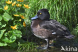 Tufted Duck (Aythya fuligula)