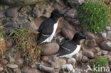 Razorbill (Alca torda)