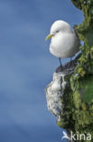 Black-legged Kittiwake (Rissa tridactyla)