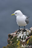 Black-legged Kittiwake (Rissa tridactyla)