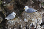 Black-legged Kittiwake (Rissa tridactyla)