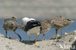 Kleine Mantelmeeuw (Larus fuscus)