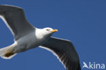 Kleine Mantelmeeuw (Larus fuscus)