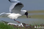 Black-headed Gull (Larus ridibundus)