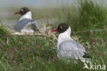 Black-headed Gull (Larus ridibundus)