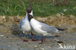 Black-headed Gull (Larus ridibundus)