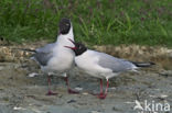 Black-headed Gull (Larus ridibundus)